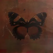 Bunny Moth