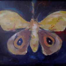16-tiger-moth2-2016-oil-on-board-13-x1522